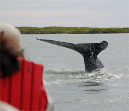 A California Gray Whale dives tail up into Baja's Magdalena Bay